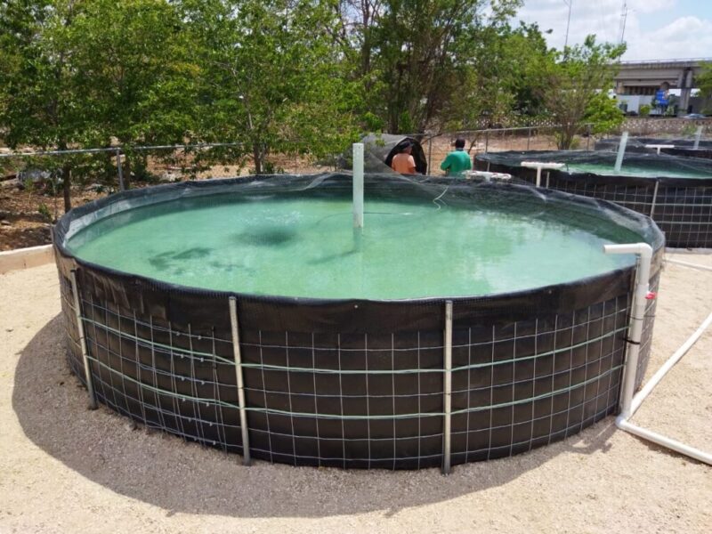 Modulo acuícola para tilapia, carpa y bagre, estanques de geomembrana