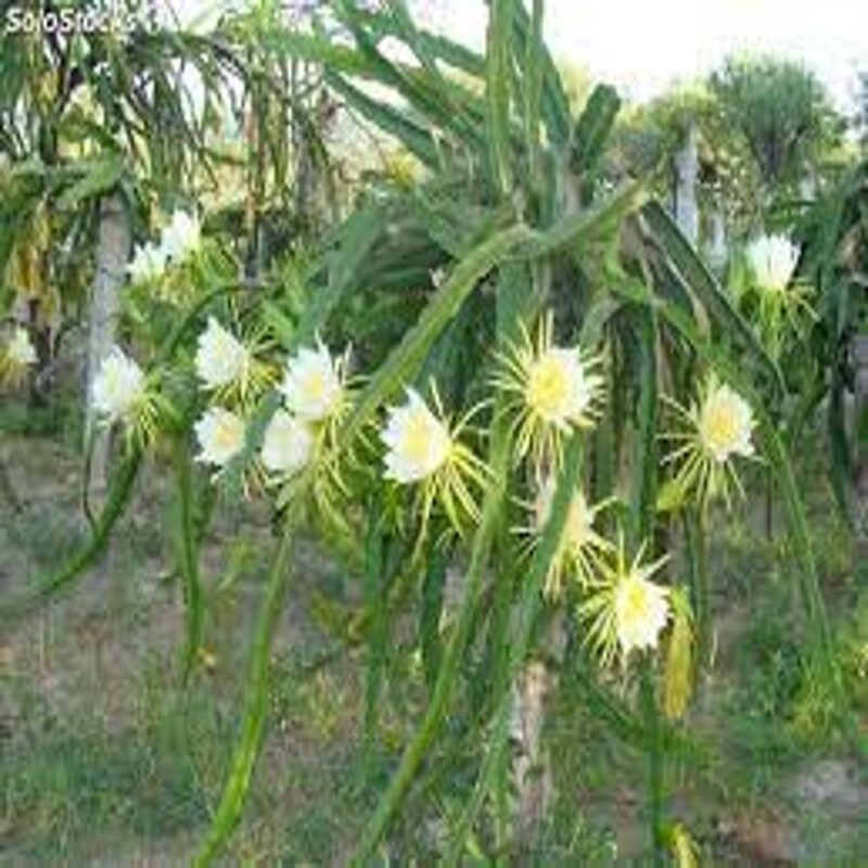 ESQUEJES DE PITAYA VARIEDAD BLANCA
