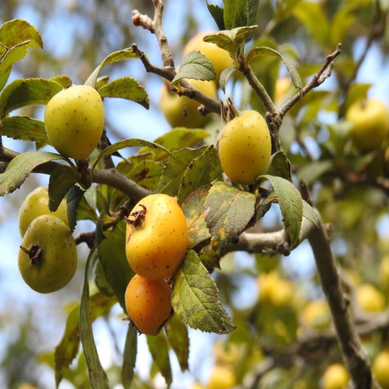 ARBOL DE TECOJOTE(CRATAEGUS MEXICANA)