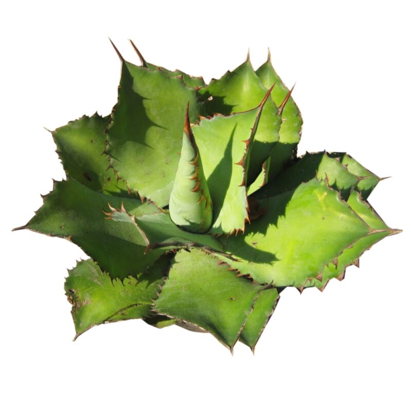 PLANTA DE AGAVE CUPREATA