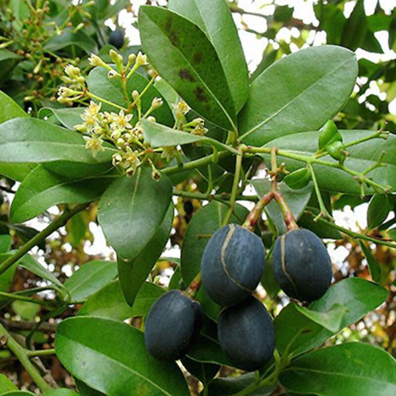 ARBOL DE AGUACATE(PERSEA CAERULEA)