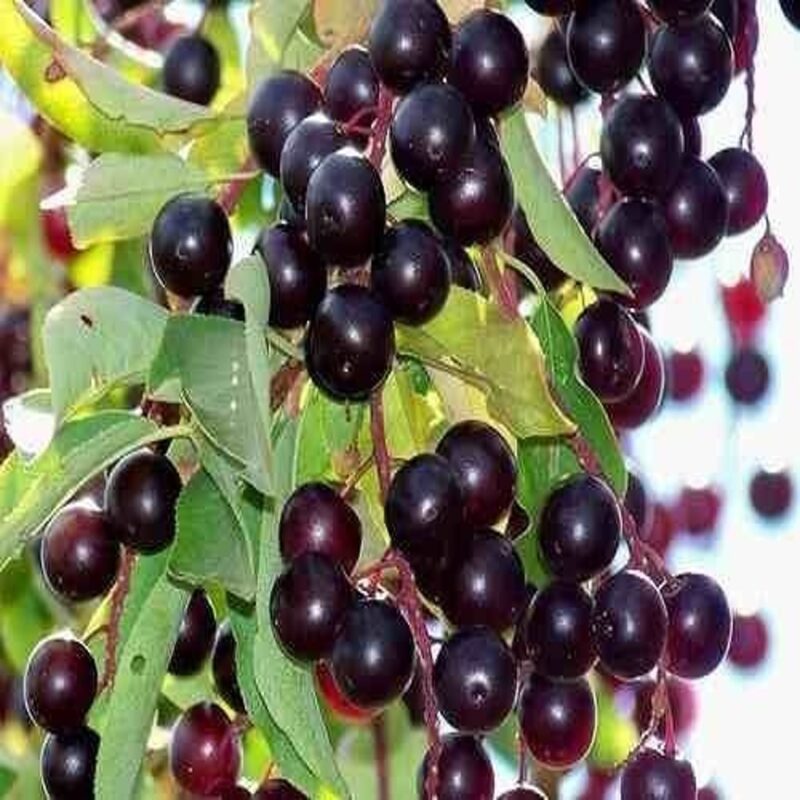 ARBOL CAPULIN(PRONUS SALICIFOLIA)