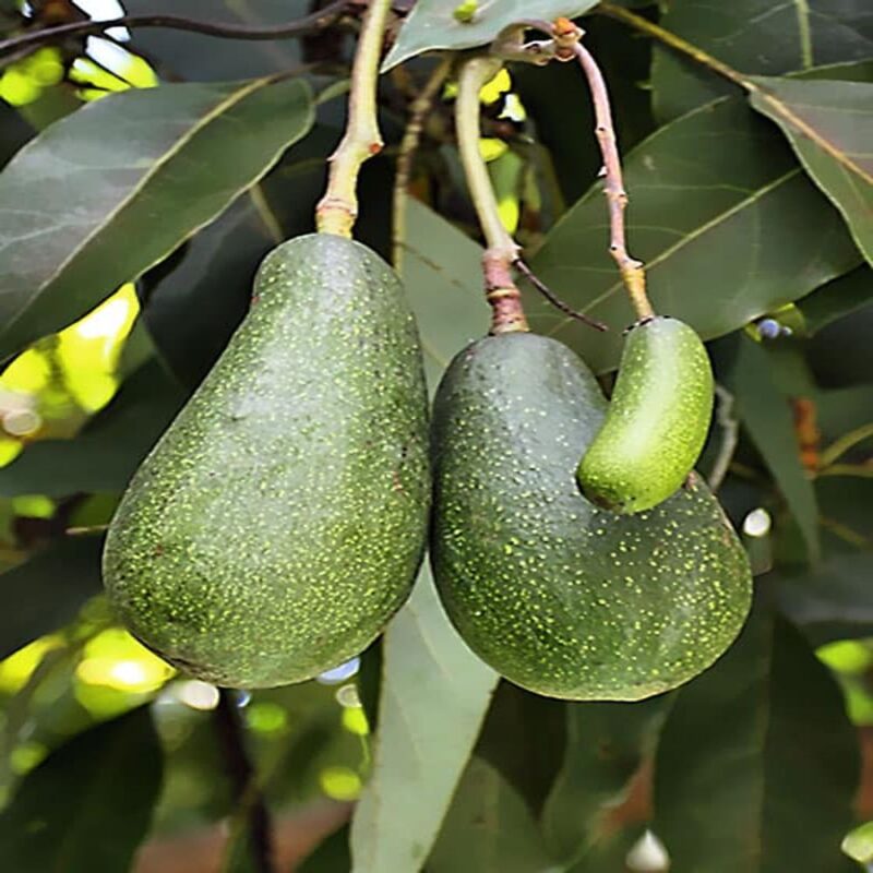 PLANTA DE AGUACATE VARIEDAD FUERTE