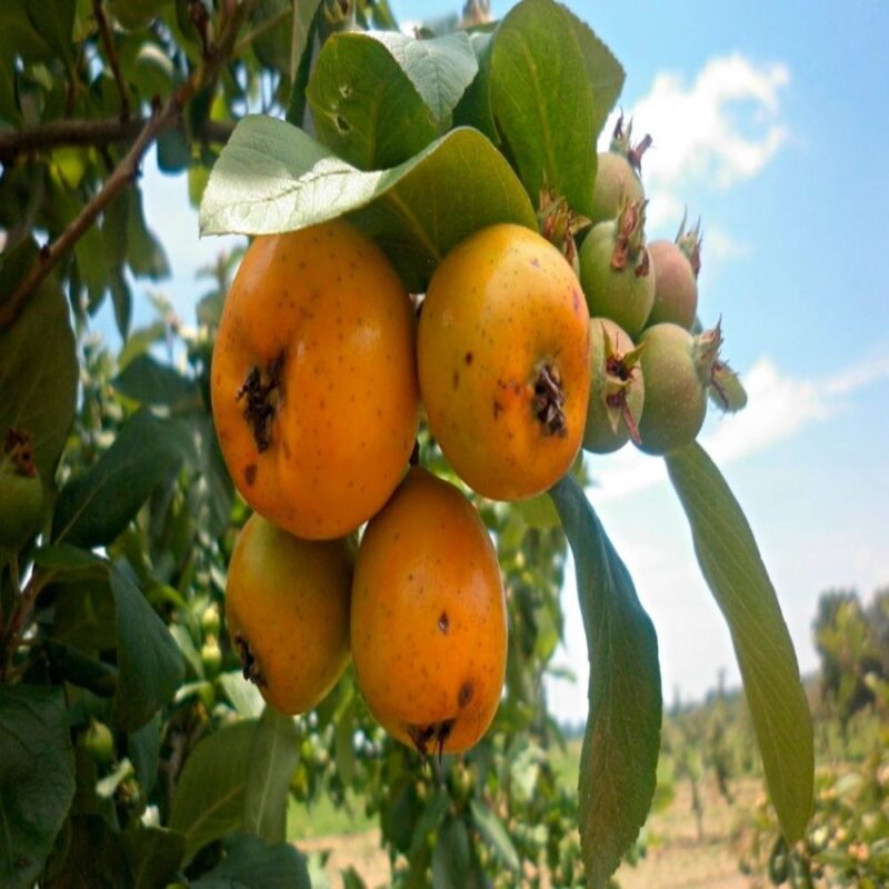 TECOJOTE CALPAN