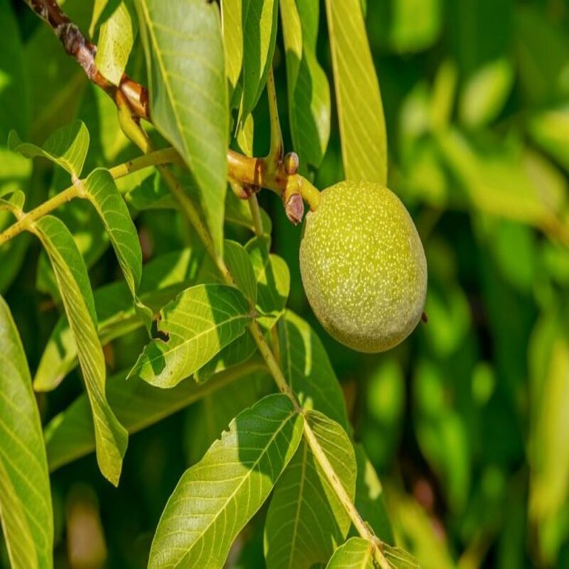 PLANTA DE NUEZ DE CASTILLA