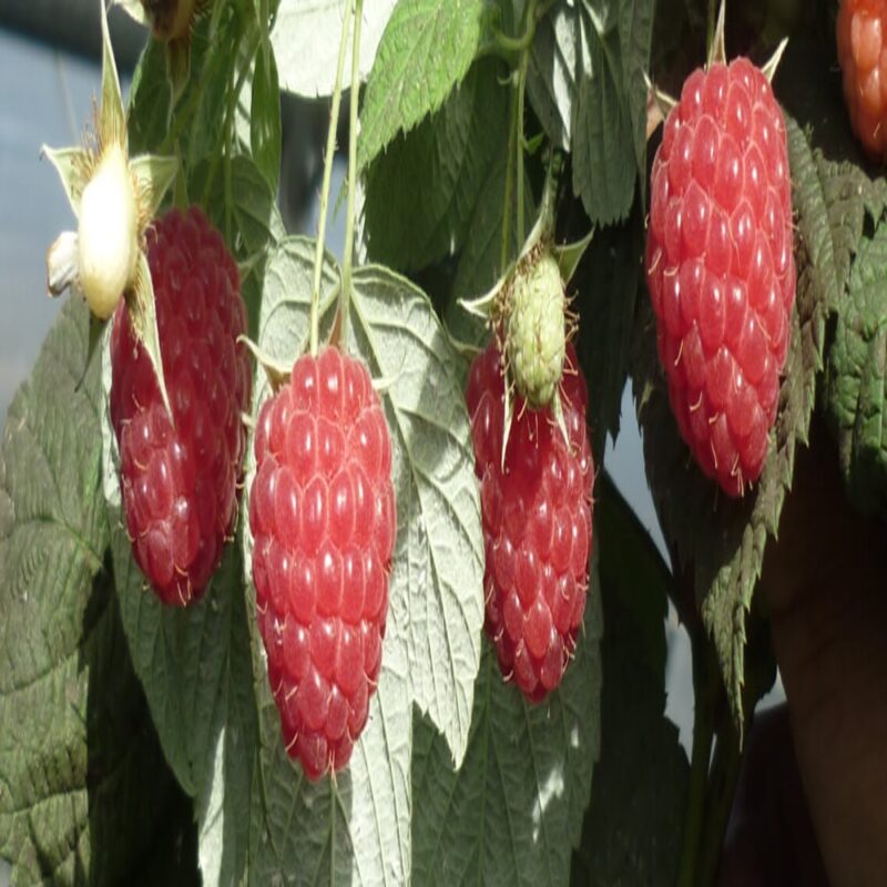 PLANTA DE FRAMBUESA VARIEDAD REGINA