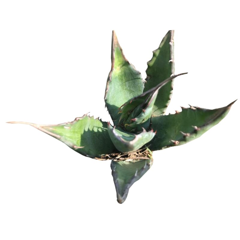 PLANTA DE AGAVE SALMIANA