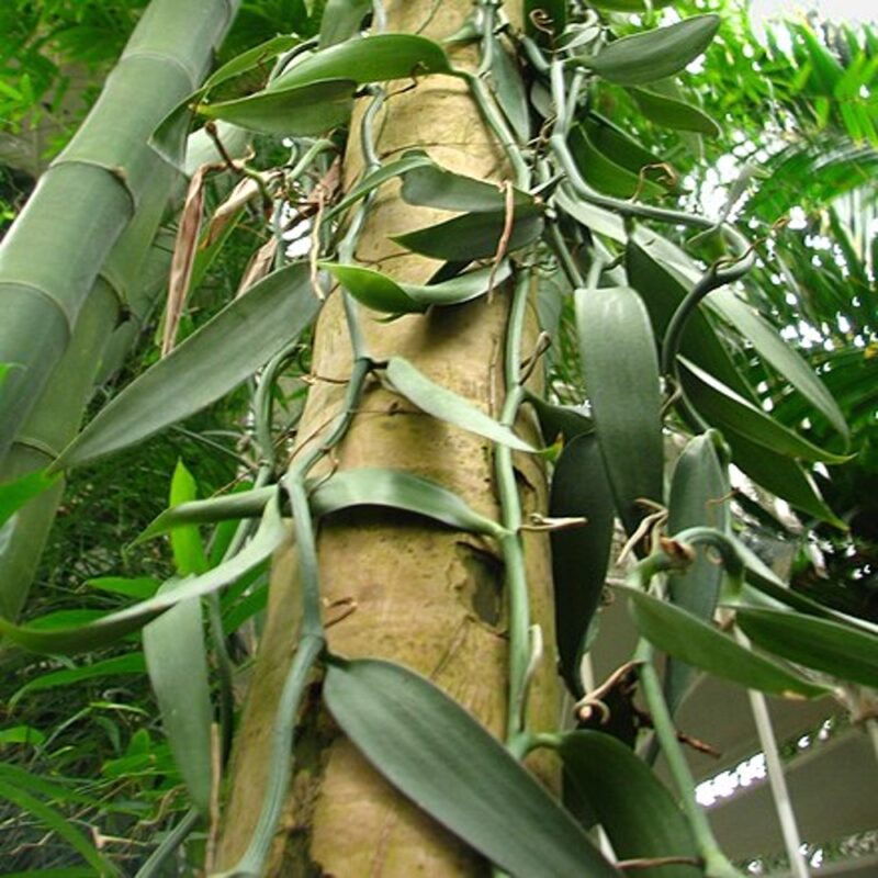 ESQUEJES DE VAINILLA VARIEDAD PLANIFOLIA